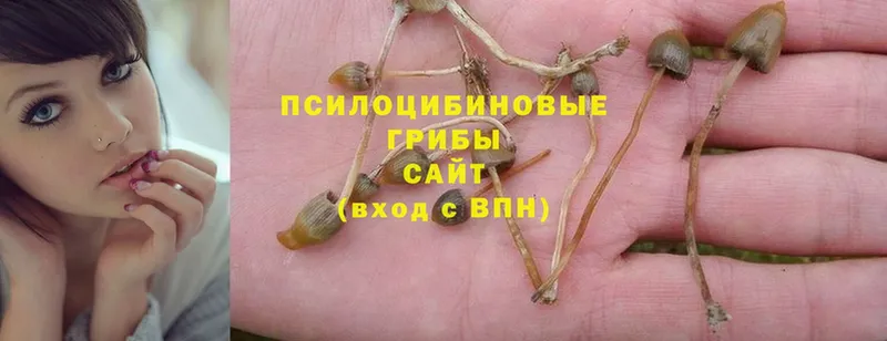 закладка  Белоярский  Псилоцибиновые грибы Psilocybe 